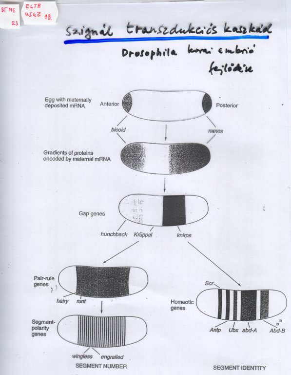 beolvass0127.jpg