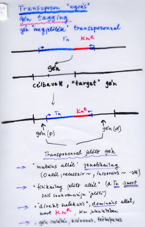 beolvass0099.jpg